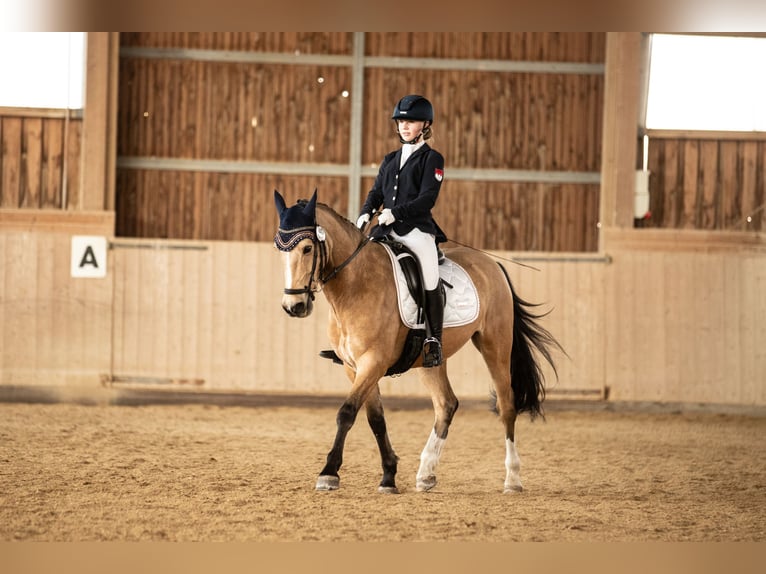 Pony francés de montar a caballo Caballo castrado 10 años 147 cm Bayo in Hof