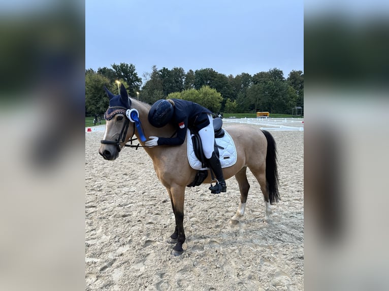 Pony francés de montar a caballo Caballo castrado 10 años 147 cm Bayo in Hof