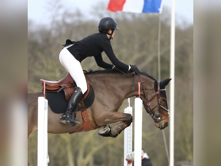 Pony francés de montar a caballo Caballo castrado 10 años 149 cm Castaño in Rambouillet