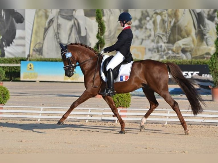 Pony francés de montar a caballo Caballo castrado 10 años 154 cm Alazán in Servant