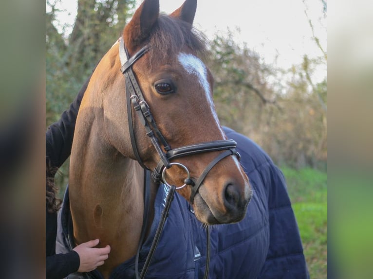 Pony francés de montar a caballo Caballo castrado 11 años 148 cm Castaño in feneu