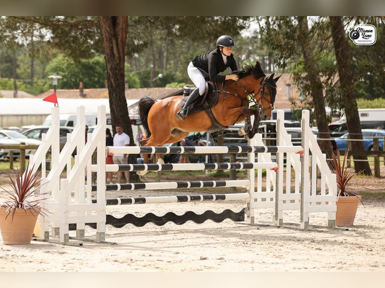 Pony francés de montar a caballo Caballo castrado 11 años 148 cm Castaño in Capbreton