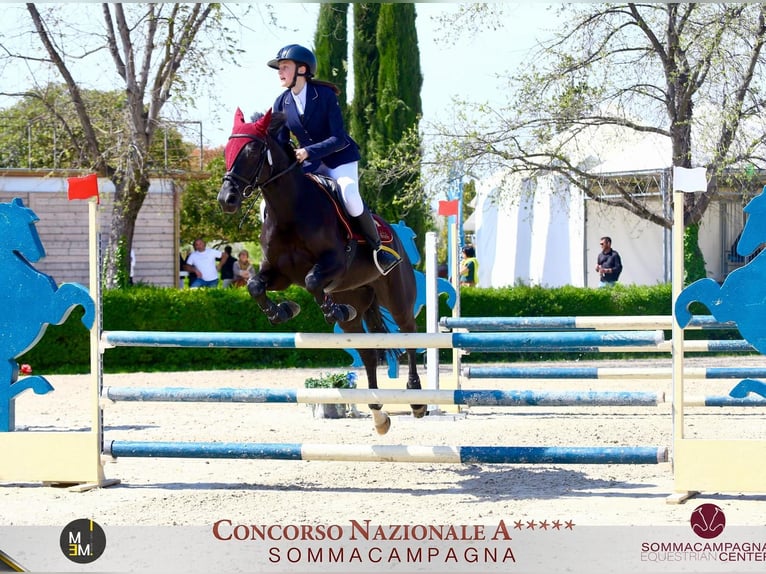 Pony francés de montar a caballo Caballo castrado 11 años in Montecchio