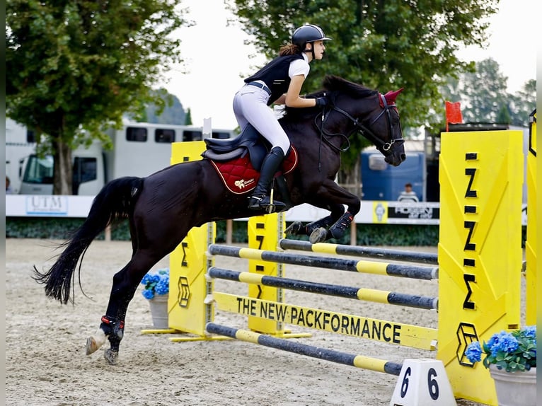 Pony francés de montar a caballo Caballo castrado 11 años in Montecchio