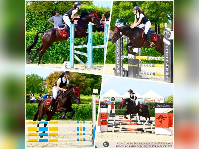 Pony francés de montar a caballo Caballo castrado 11 años in Montecchio