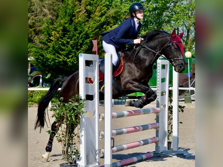 Pony francés de montar a caballo Caballo castrado 11 años in Montecchio