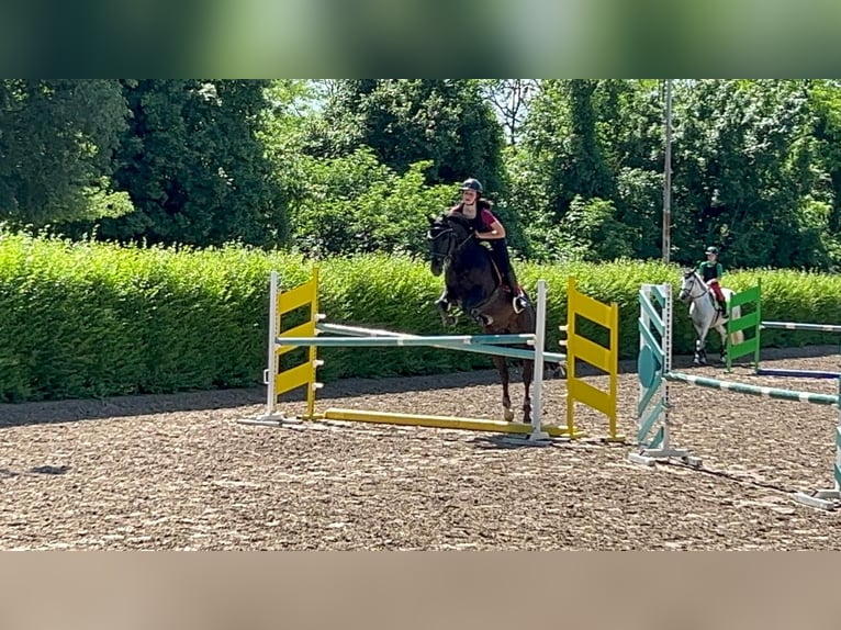 Pony francés de montar a caballo Caballo castrado 11 años in Montecchio