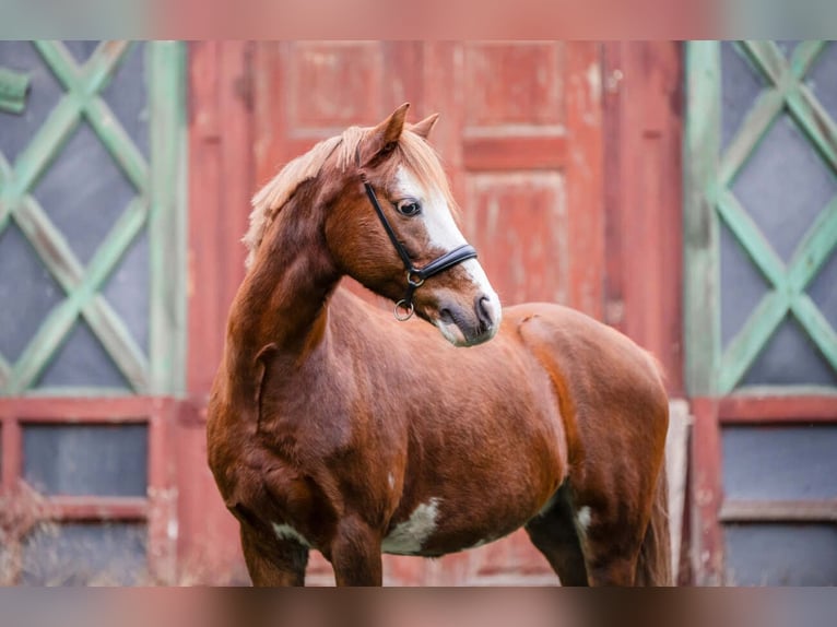 Pony francés de montar a caballo Caballo castrado 12 años 129 cm Alazán in Leipzig