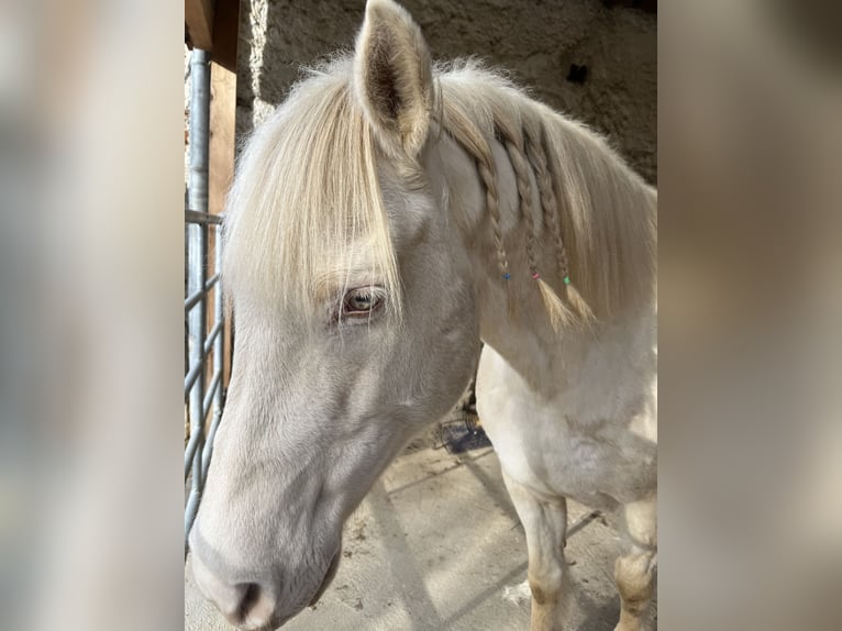 Pony francés de montar a caballo Caballo castrado 12 años 140 cm Champán in Sehnde