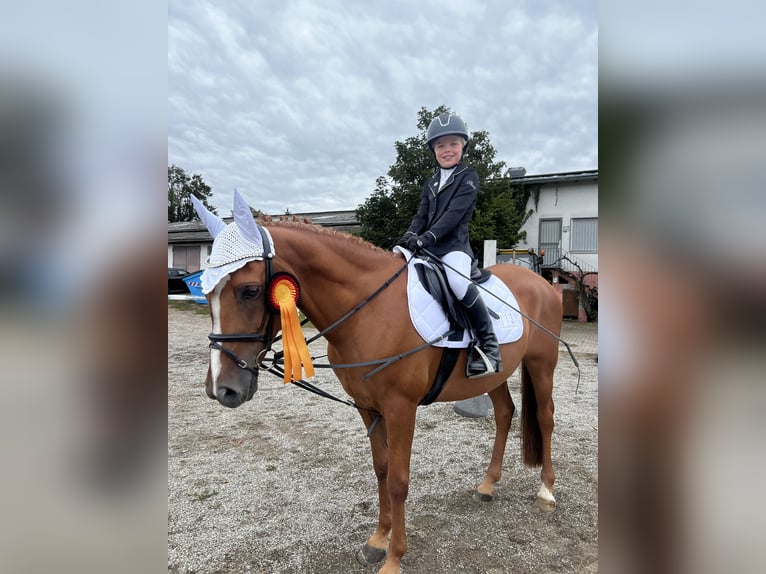 Pony francés de montar a caballo Caballo castrado 12 años 148 cm Alazán in Walldorf