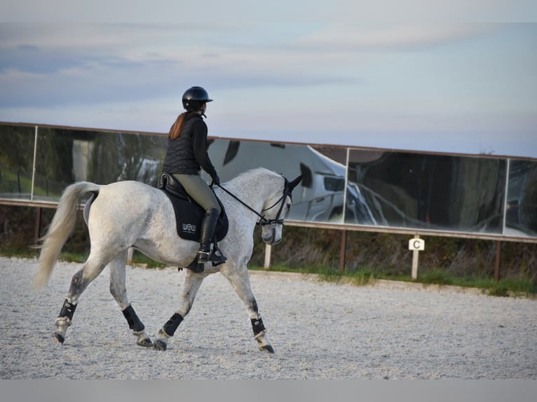 Pony francés de montar a caballo Caballo castrado 12 años 148 cm Tordo in Auch