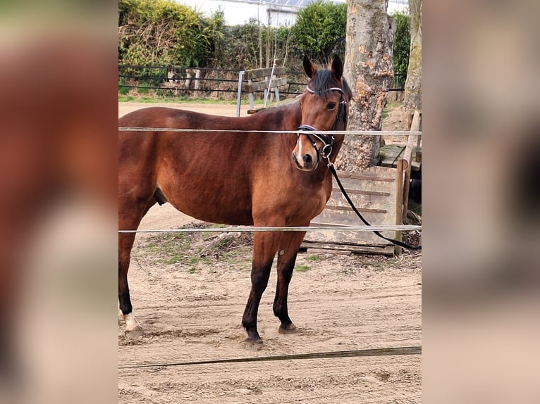 Pony francés de montar a caballo Mestizo Caballo castrado 12 años 160 cm Castaño in Waltrop