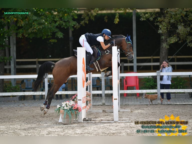 Pony francés de montar a caballo Caballo castrado 13 años 145 cm Castaño in Albuzzano