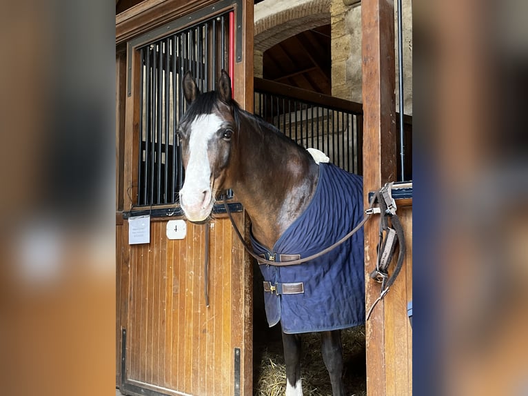 Pony francés de montar a caballo Caballo castrado 13 años 148 cm Castaño in Léognan