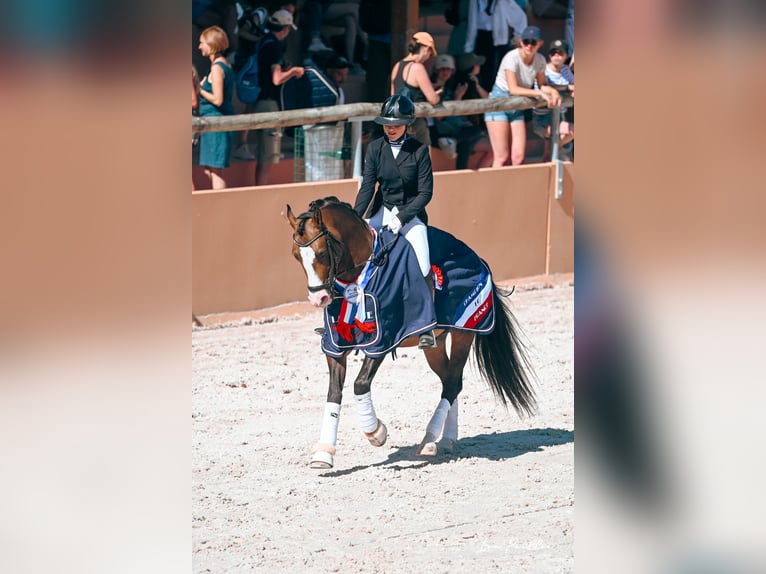 Pony francés de montar a caballo Caballo castrado 13 años 148 cm Castaño in Léognan
