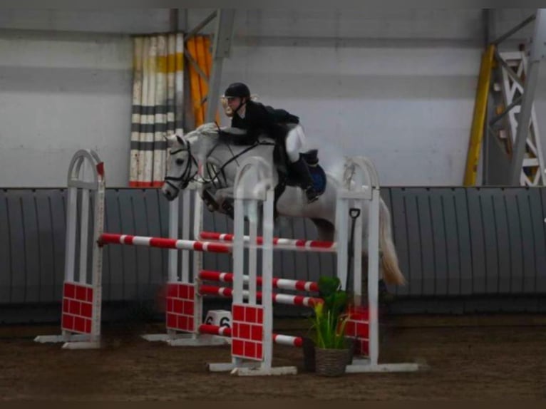 Pony francés de montar a caballo Caballo castrado 13 años 148 cm Tordo in Kurtna