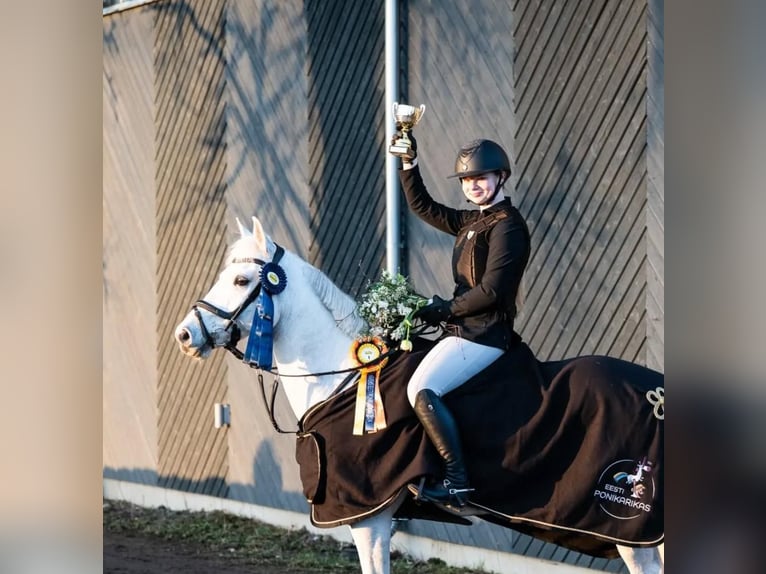 Pony francés de montar a caballo Caballo castrado 13 años 148 cm Tordo in Kurtna