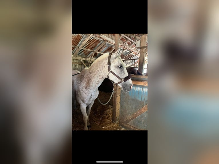 Pony francés de montar a caballo Mestizo Caballo castrado 14 años 148 cm Tordo in La clisse