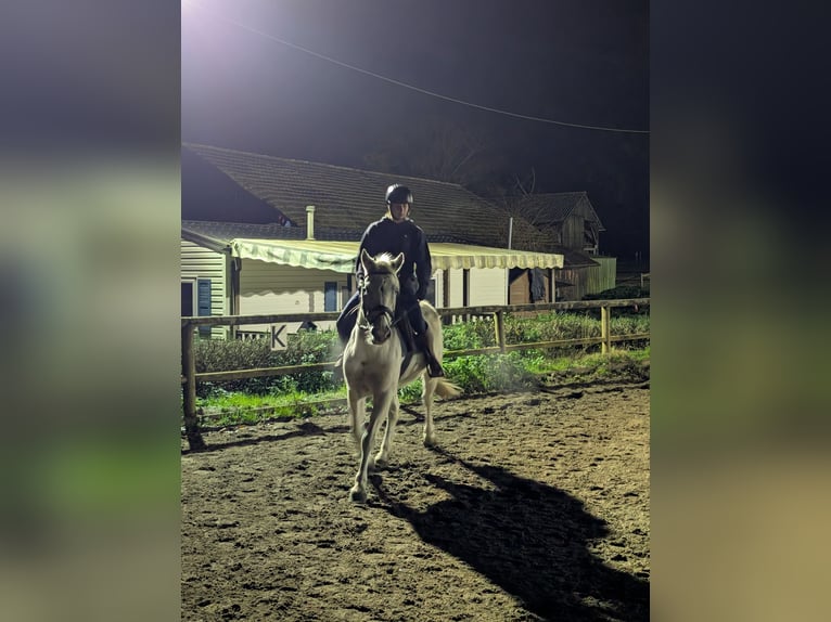 Pony francés de montar a caballo Mestizo Caballo castrado 14 años 148 cm Tordo in La clisse