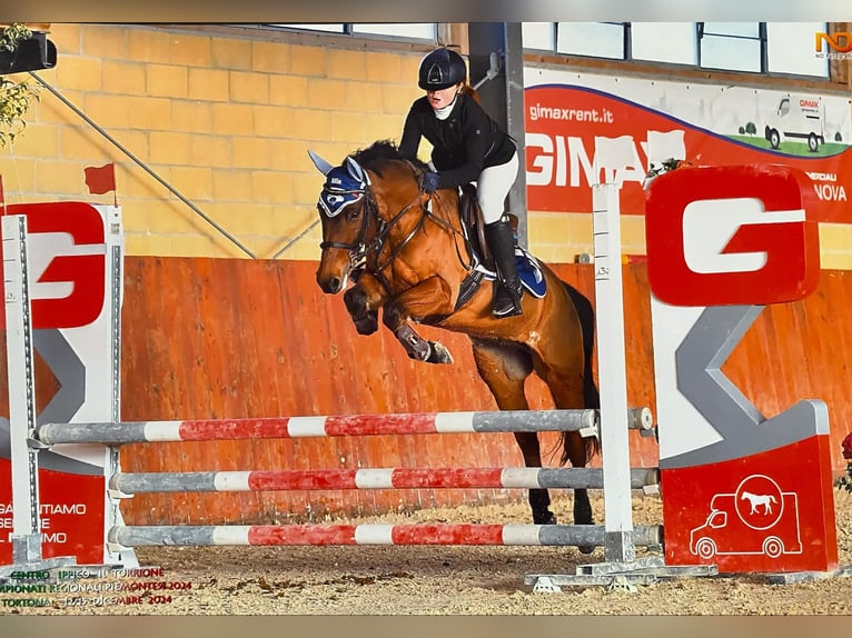 Pony francés de montar a caballo Caballo castrado 15 años 136 cm Castaño oscuro in Rivarolo canavese