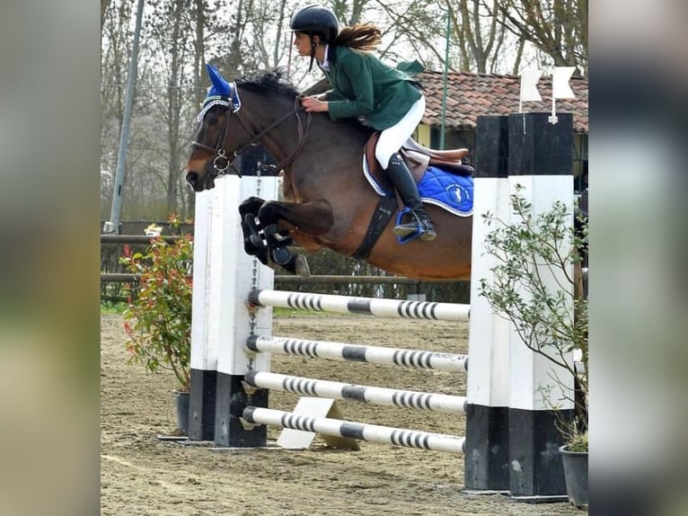 Pony francés de montar a caballo Caballo castrado 15 años 147 cm Castaño in Sannazzaro De&#39; Burgondi