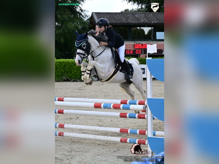 Pony francés de montar a caballo Caballo castrado 16 años 148 cm Tordo in Lucernate