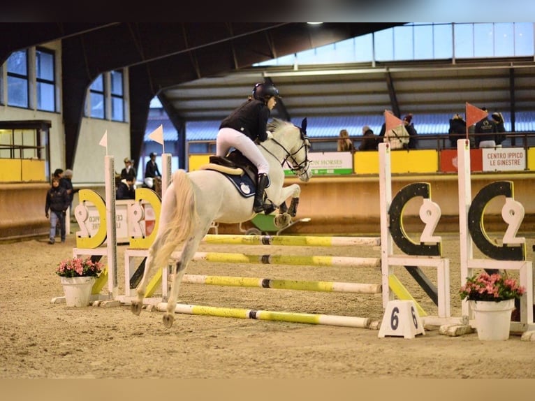 Pony francés de montar a caballo Caballo castrado 16 años 148 cm Tordo in Lucernate