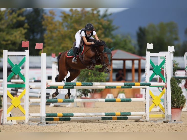 Pony francés de montar a caballo Caballo castrado 17 años 148 cm Castaño in Perugia