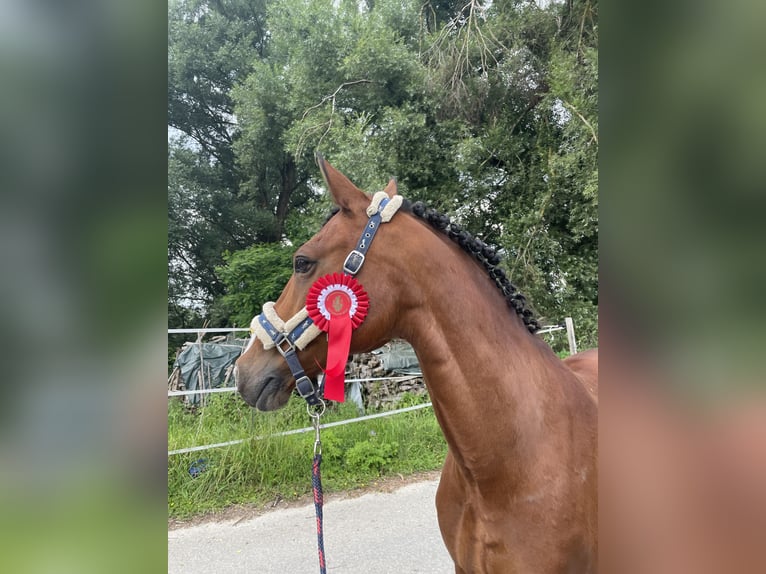 Pony francés de montar a caballo Caballo castrado 21 años 147 cm Castaño in Friedberg