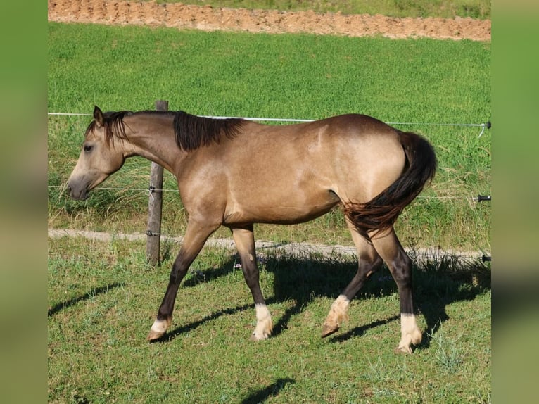 Pony francés de montar a caballo Caballo castrado 2 años 148 cm Bayo in Alpes de Haute Provence