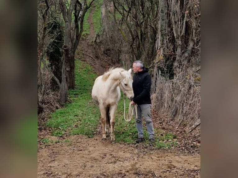 Pony francés de montar a caballo Caballo castrado 3 años 135 cm Palomino in MORNANT