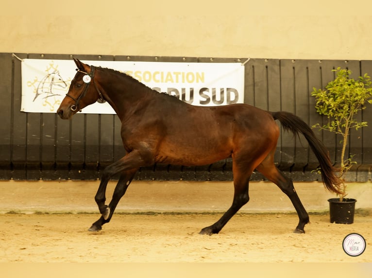 Pony francés de montar a caballo Caballo castrado 3 años 148 cm Castaño oscuro in Saint Hippolyte du Fort