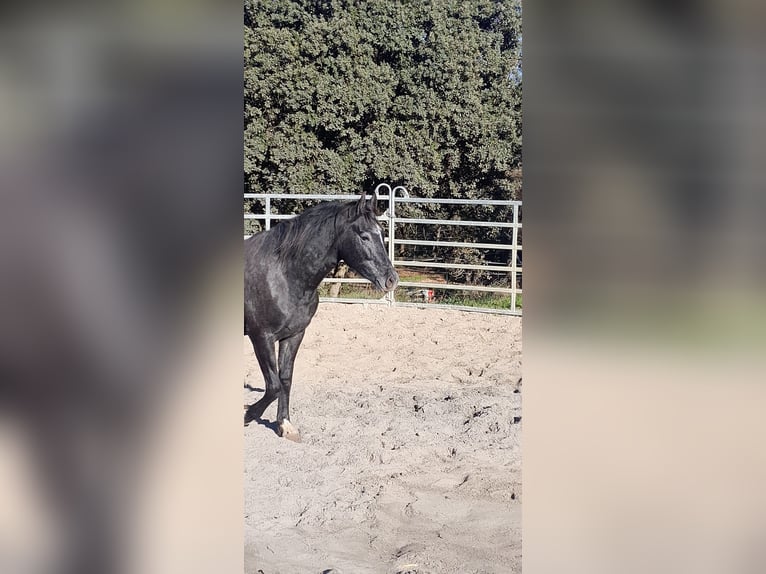 Pony francés de montar a caballo Caballo castrado 3 años 151 cm Tordillo negro in Peyrolles-en-Provence