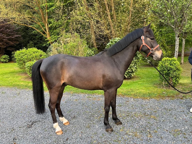 Pony francés de montar a caballo Caballo castrado 4 años 142 cm in Gournay en Bray