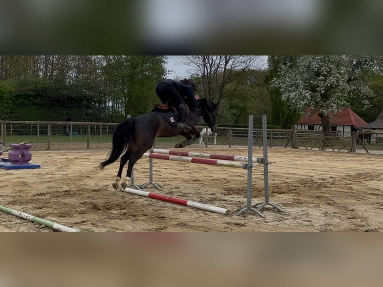 Pony francés de montar a caballo Caballo castrado 4 años 142 cm in Gournay en Bray