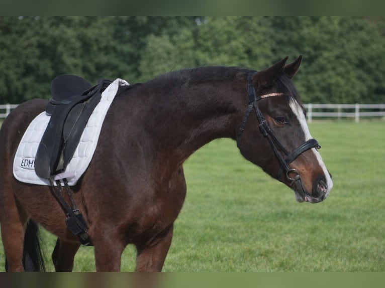 Pony francés de montar a caballo Caballo castrado 4 años 144 cm Castaño oscuro in Faramans