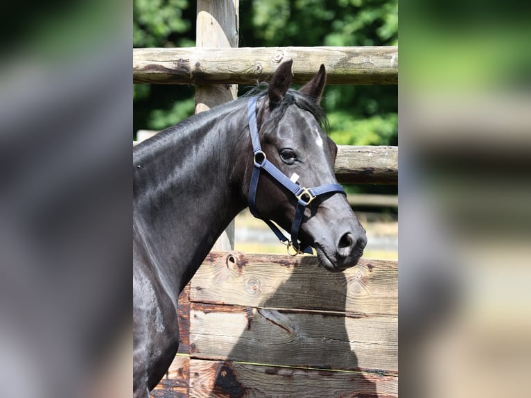 Pony francés de montar a caballo Caballo castrado 4 años 147 cm Negro in Beuzeville