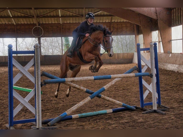 Pony francés de montar a caballo Caballo castrado 4 años 148 cm Castaño in Gif-sur-Yvette