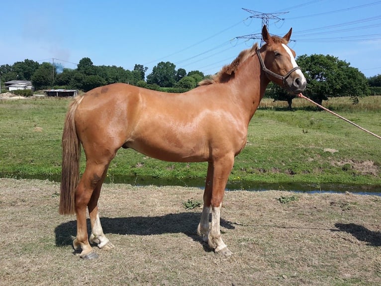 Pony francés de montar a caballo Caballo castrado 4 años 155 cm Alazán in MARCHESIEUX
