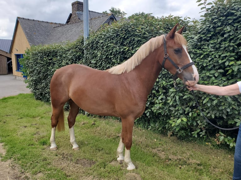 Pony francés de montar a caballo Caballo castrado 5 años 148 cm Alazán in Treffendel