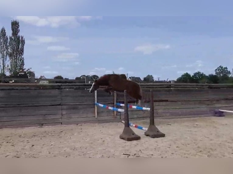 Pony francés de montar a caballo Caballo castrado 5 años 148 cm Alazán in Treffendel