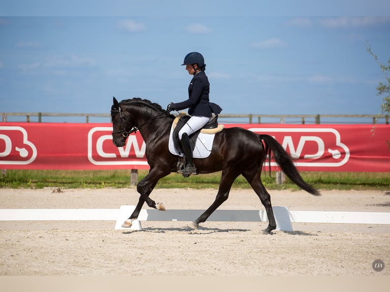 Pony francés de montar a caballo Caballo castrado 5 años 148 cm Negro in M&#xE9;rignies