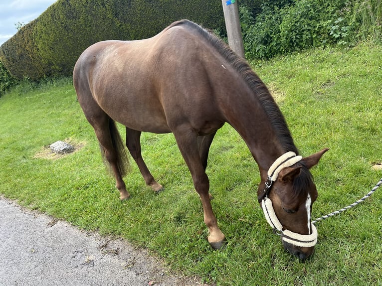 Pony francés de montar a caballo Caballo castrado 5 años 152 cm Alazán-tostado in PARPEVILLE