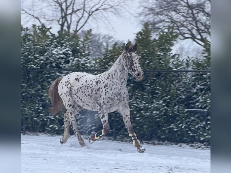 Pony francés de montar a caballo Caballo castrado 5 años 163 cm Atigrado/Moteado in Someren