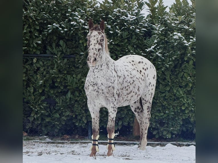 Pony francés de montar a caballo Caballo castrado 5 años 163 cm Atigrado/Moteado in Someren