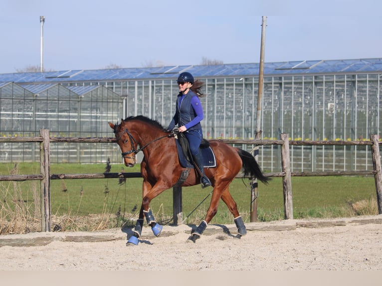 Pony francés de montar a caballo Caballo castrado 5 años 165 cm Castaño in Wijk en Aalburg