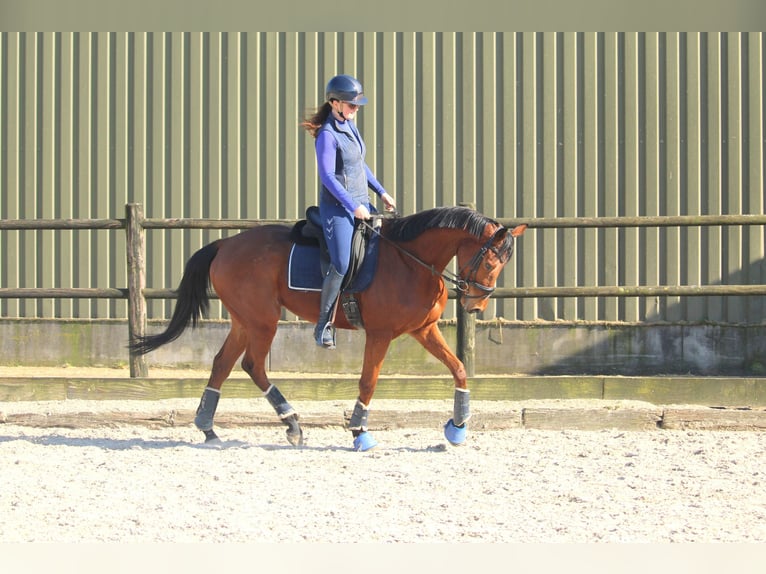 Pony francés de montar a caballo Caballo castrado 5 años 165 cm Castaño in Wijk en Aalburg