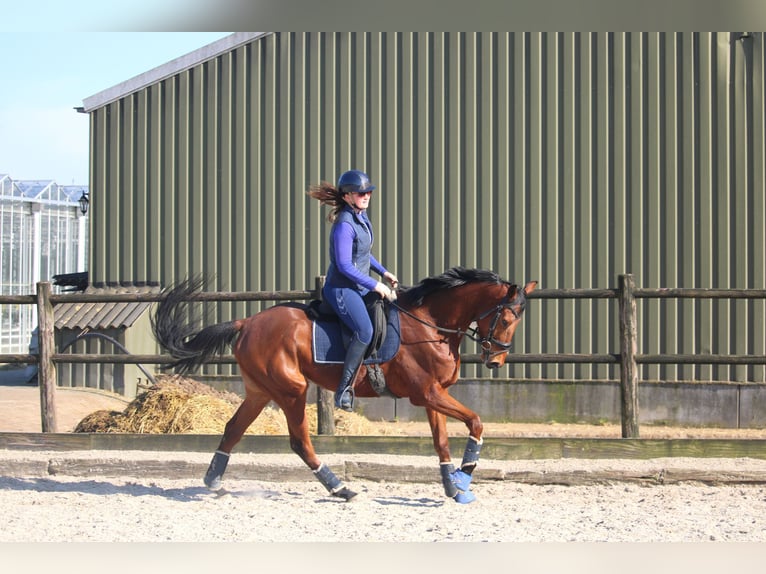 Pony francés de montar a caballo Caballo castrado 5 años 165 cm Castaño in Wijk en Aalburg