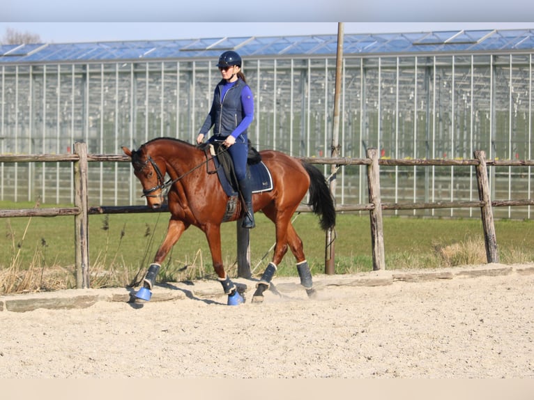 Pony francés de montar a caballo Caballo castrado 5 años 165 cm Castaño in Wijk en Aalburg