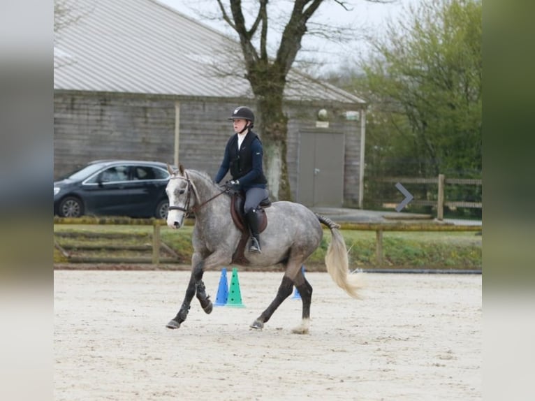 Pony francés de montar a caballo Caballo castrado 6 años 149 cm Tordo in La garnache